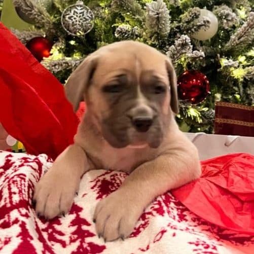 Bella - Cane Corso Female