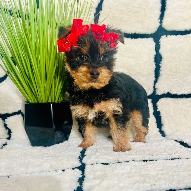 Ms. Mikaela - Yorkshire Terrier Female