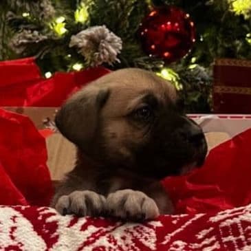 Stella - Cane Corso Female