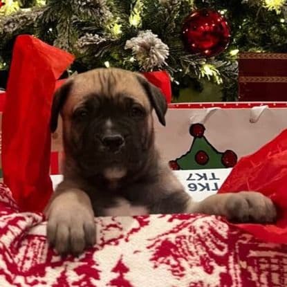 Sasha - Cane Corso Female