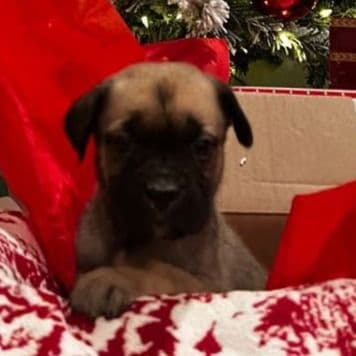 Bells - Cane Corso Female