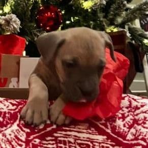 Lizzy - Cane Corso Female