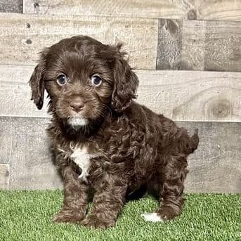 Cyrus - Cavapoo Male