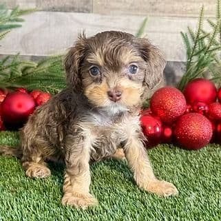 Easton - Cavapoo Male