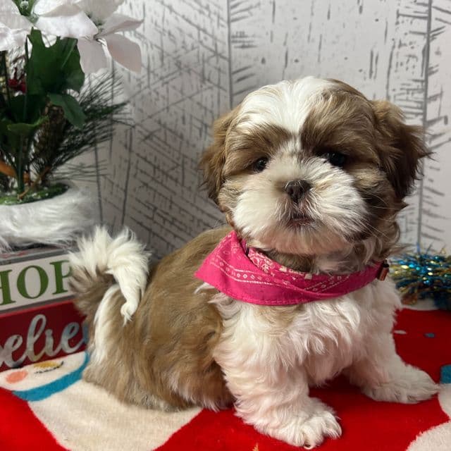 Lassie - Shih Tzu Female