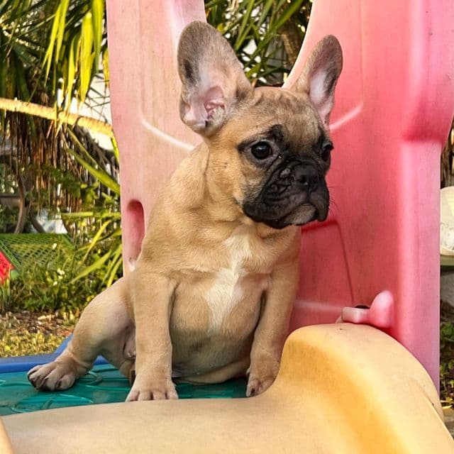 Monty  - French Bulldog Male