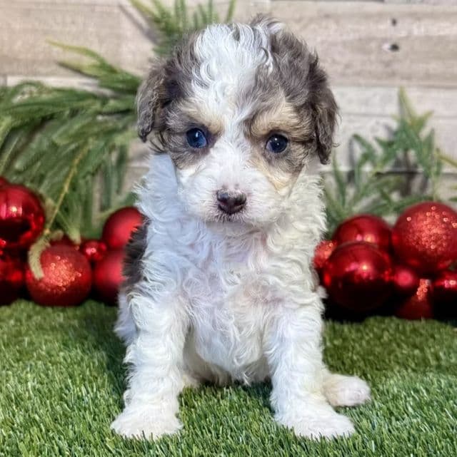 Kingston - Cavapoo Male