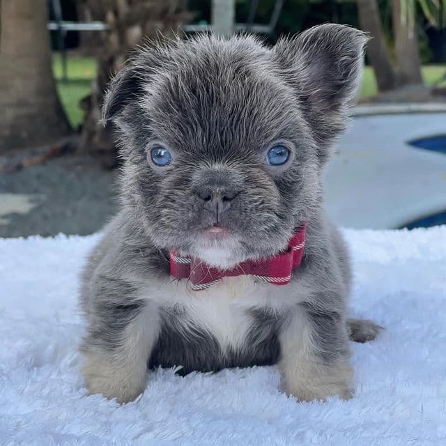 Titus Fluffy - French Bulldog Male