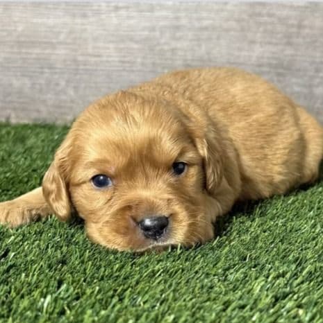 Navy - Golden Cavalier Female