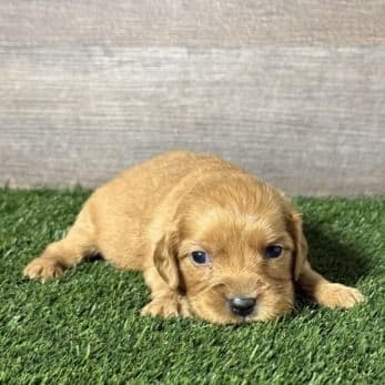 Nellie - Golden Cavalier Female
