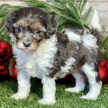 Kyra - Cavapoo Female