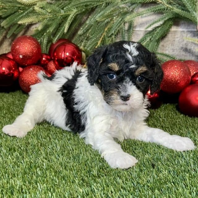 Klaire - Cavapoo Female