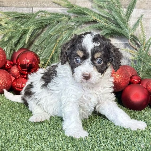 Kassie - Cavapoo Female