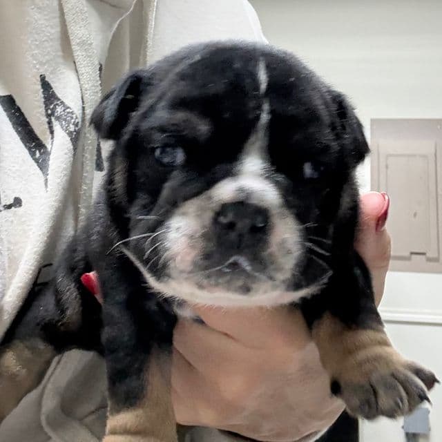 Noir - English Bulldog Female