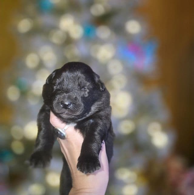 Starlight - Mudi Female