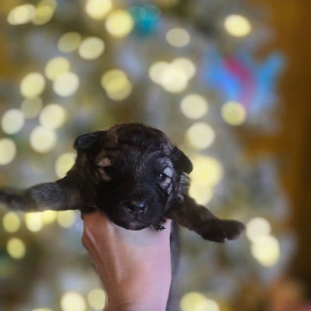 Eclipsa - Mudi Female