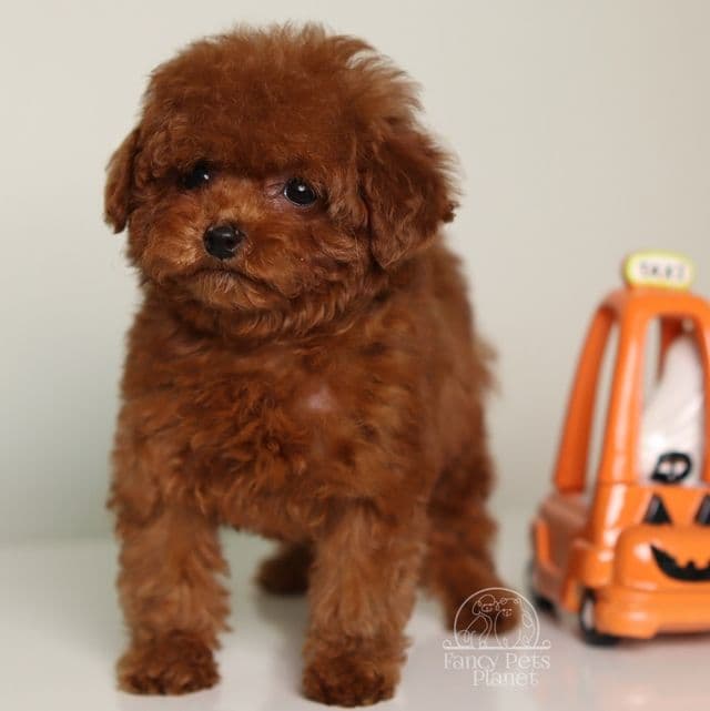 ROMEO  DEEP CHERRY RED TEACUP TOY POODLE - Toy Poodle Male