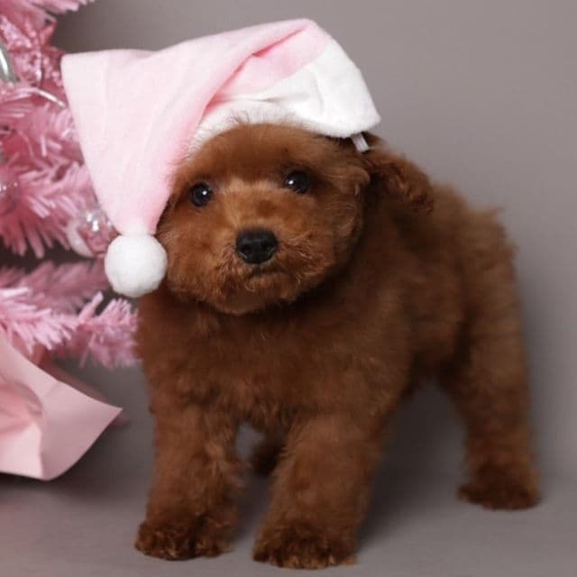 Mila - Toy Poodle Female