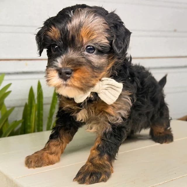 Shadow - Bernedoodle Male