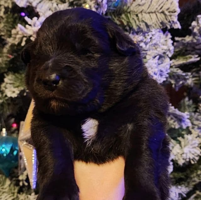 Starlight - Mudi Female