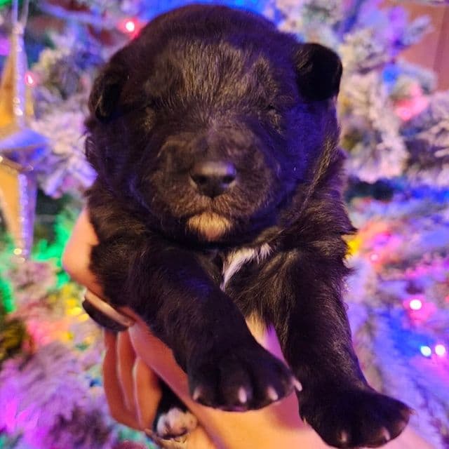 Stardust - Mudi Female