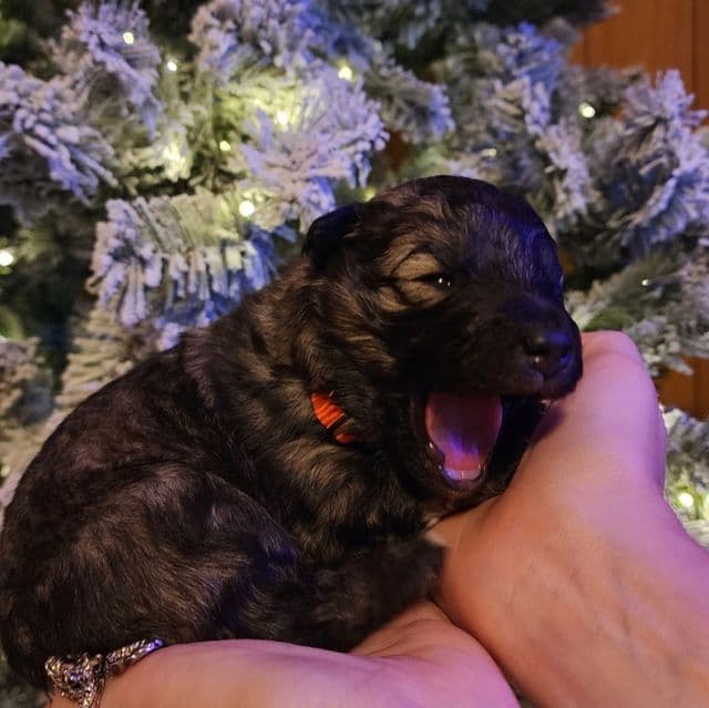 Eclipsa - Mudi Female