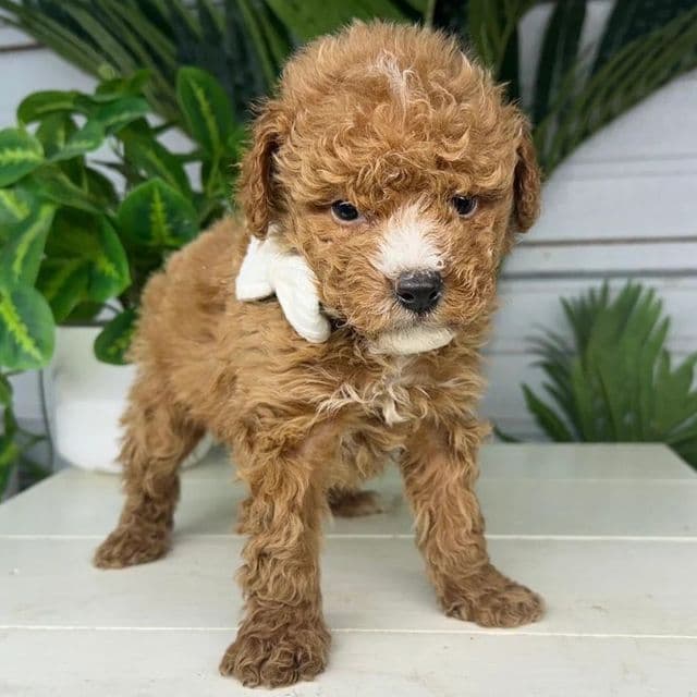 Justin - Goldendoodle Male
