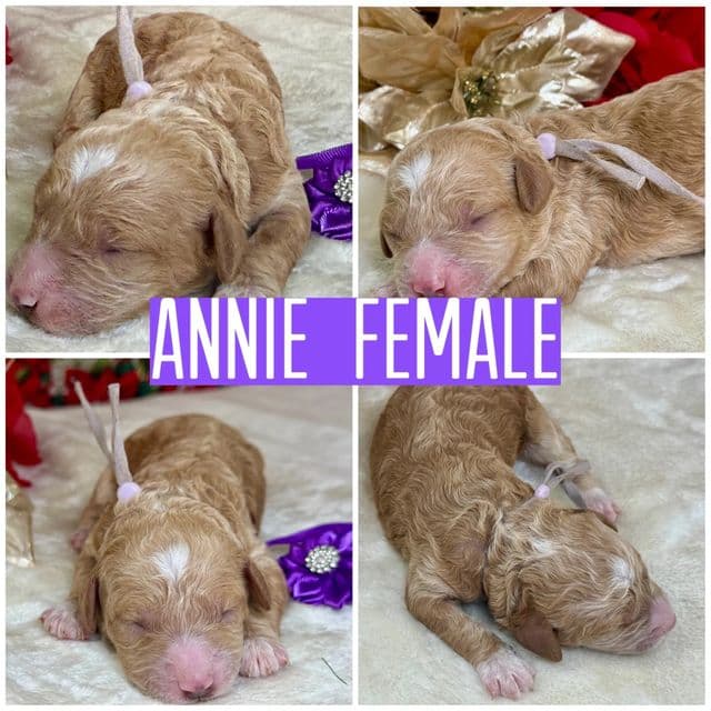 Annie - Standard Poodle Female