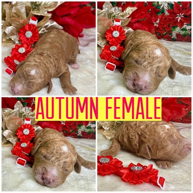 Autumn - Standard Poodle Female