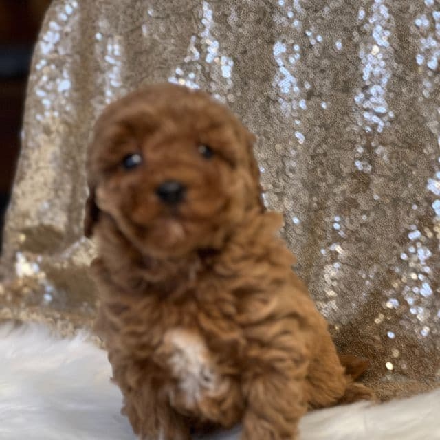 Candy - Toy Poodle Female