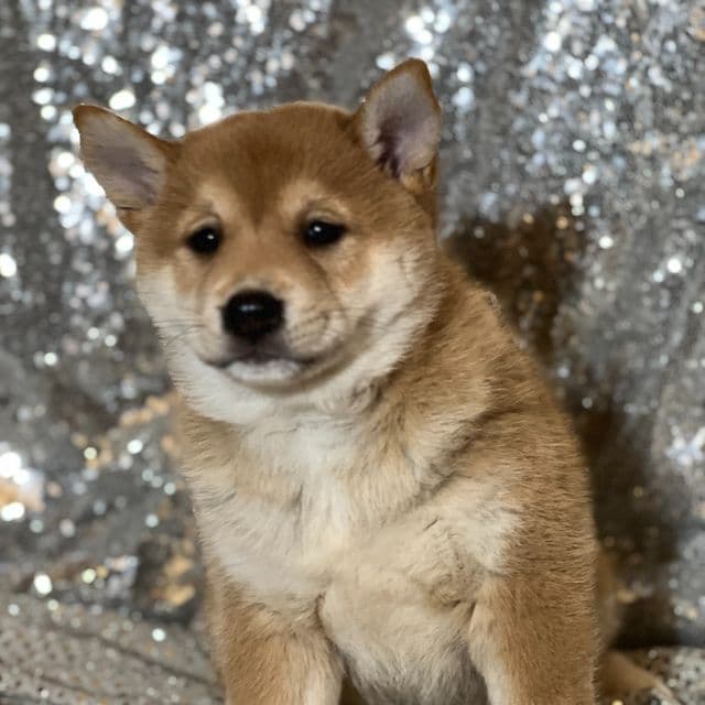 Tina - Shiba Inu Female