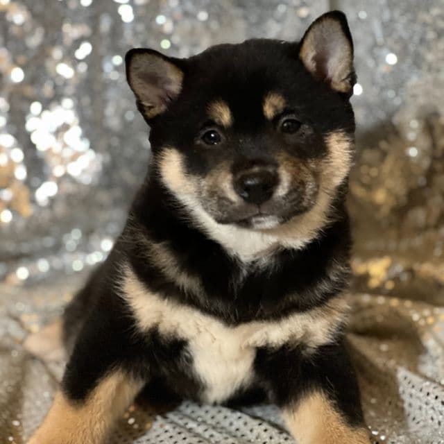 Tommy - Shiba Inu Male