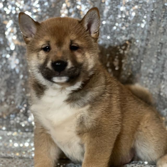 Topher - Shiba Inu Male