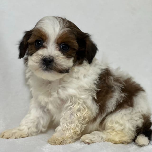 Avery - Shih-Poo Female