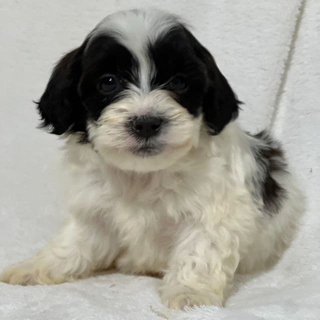 Adeline - Shih-Poo Female