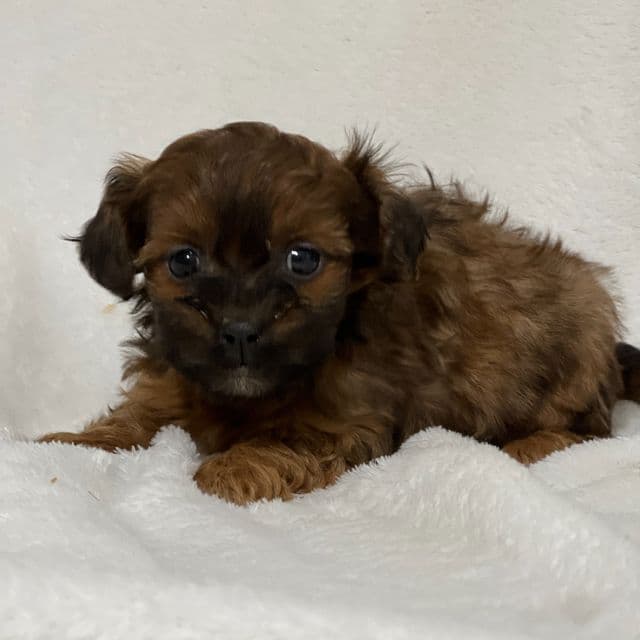 Aaliyah - Shih-Poo Female