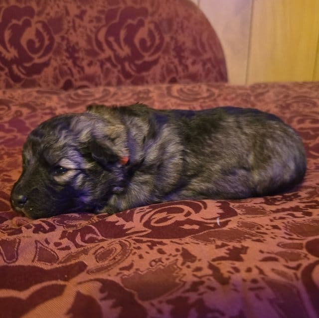 Eclipsa - Mudi Female