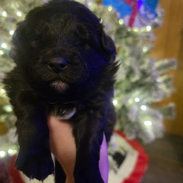 Stardust - Mudi Female