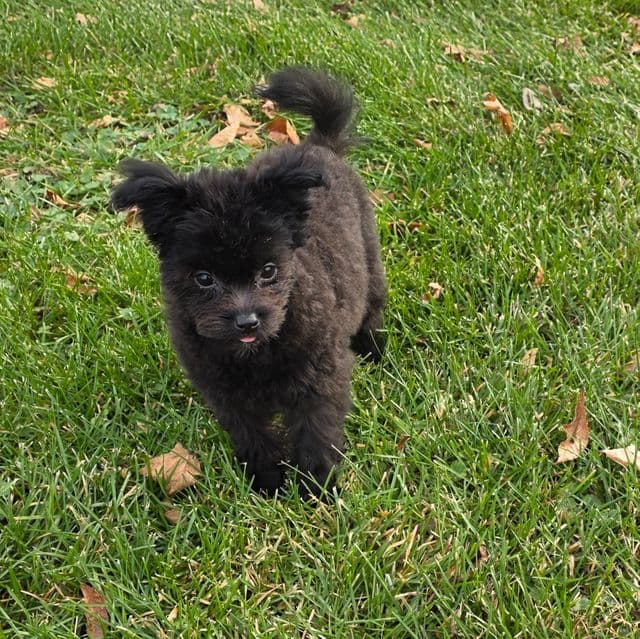 Rambo - Pomapoo Male