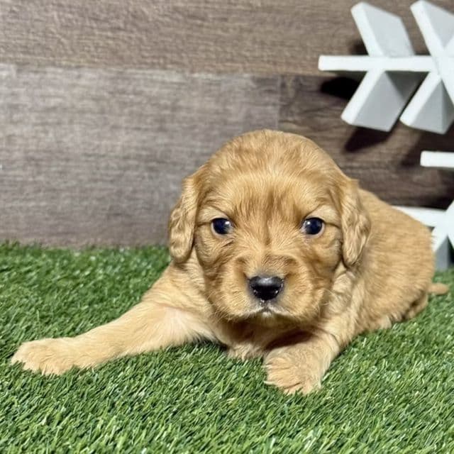 Nattie - Golden Cavalier Female