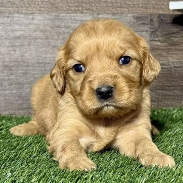 Nila - Golden Cavalier Female