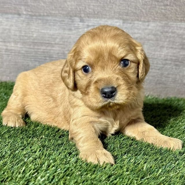 Nina - Golden Cavalier Female