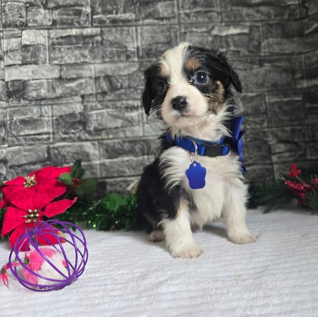 Chase - Aussalier Male