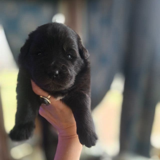 Starlight - Mudi Female