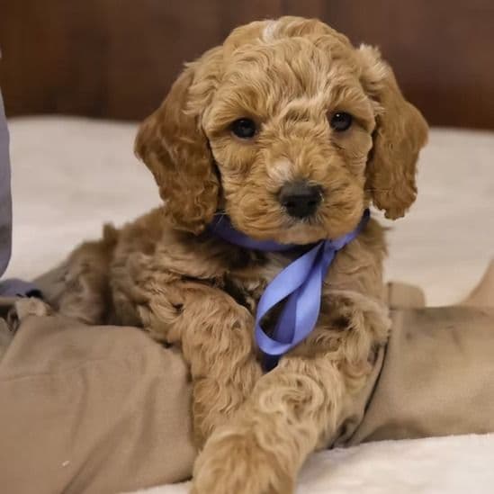 Charlie - Goldendoodle Male