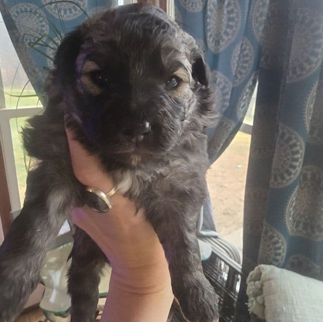 Eclipsa - Mudi Female