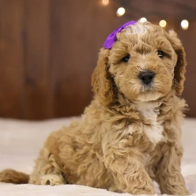 Holly - Goldendoodle Female