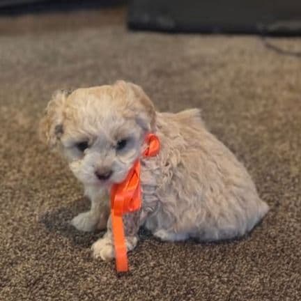 Girl 1 - Double Doodle Female