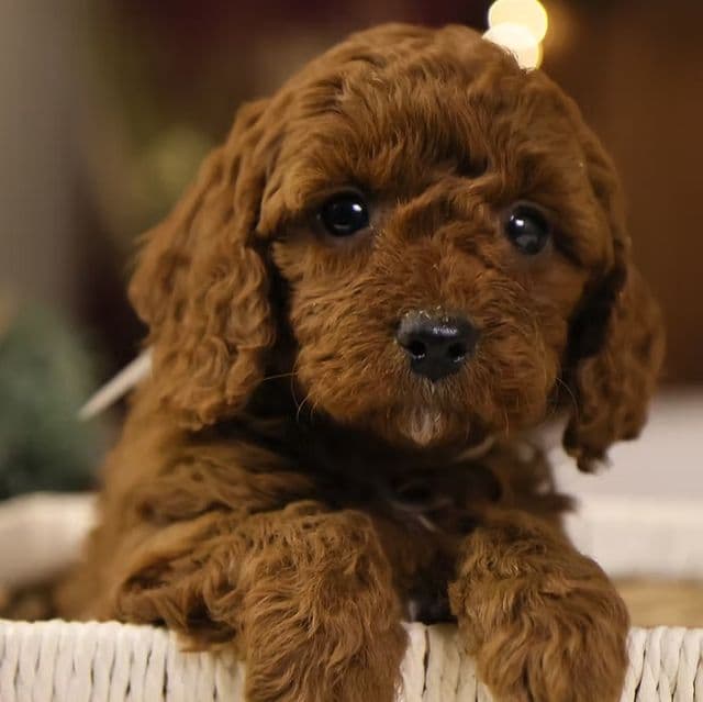 Natalie - Goldendoodle Female