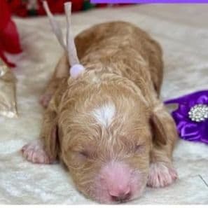 Annie - Standard Poodle Female